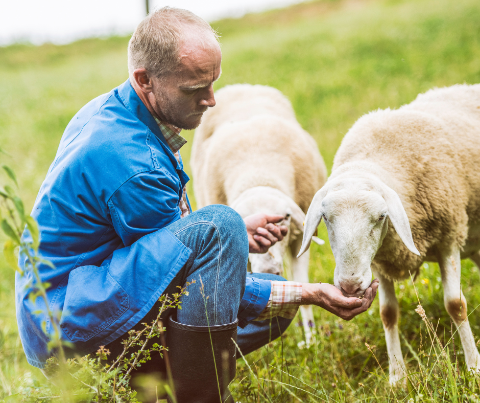 Man in blue boilersuit crouched down feeding white goats by hand