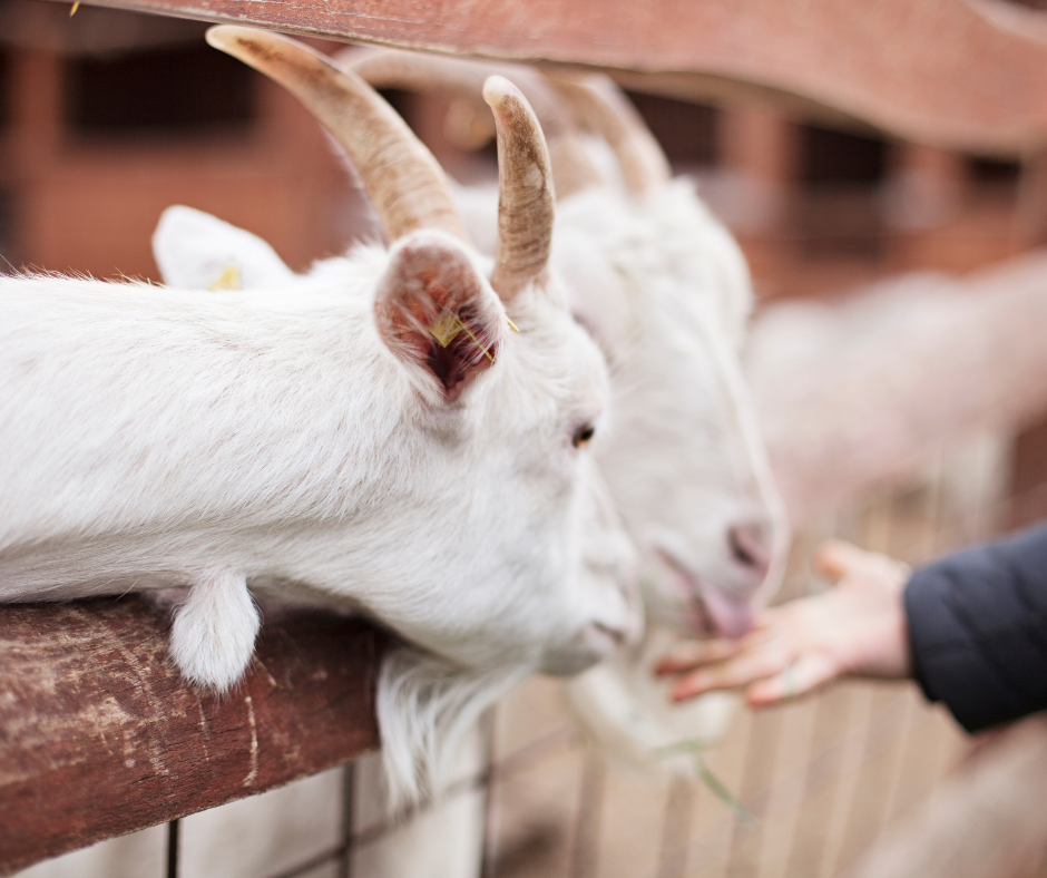 Two white goats being fed by a child's hand