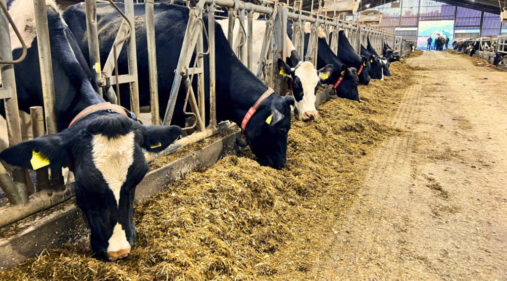 dairy cows in a barn eating feed from the floor