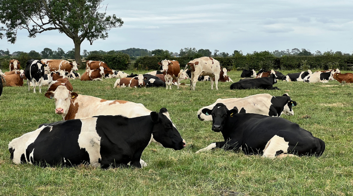 dairy cows lying down in a summer field