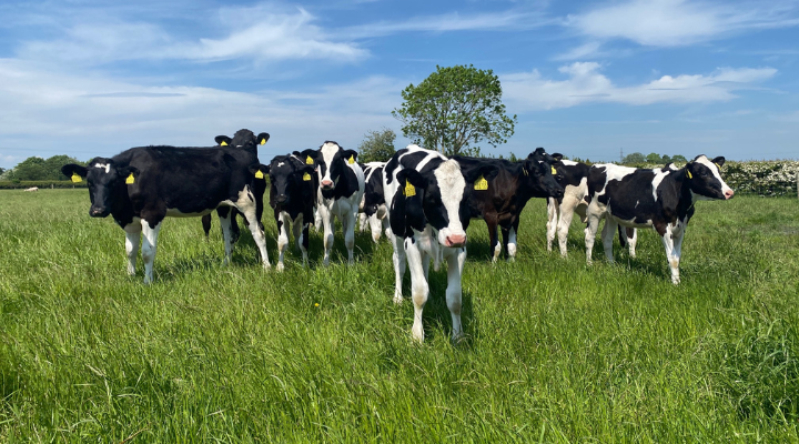 a group of heifers in a paddock with long grass