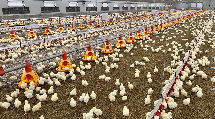 poultry shed showing chicks on a bed of Pellebed