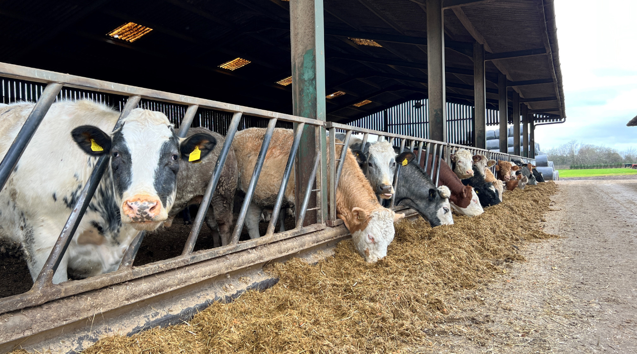 beef cattle at the feed face in an open sided barn