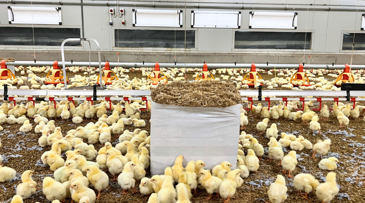 bale of open chopped straw surrounded by chicks