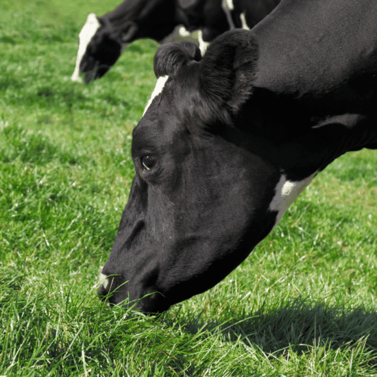Cow grazing lush grass