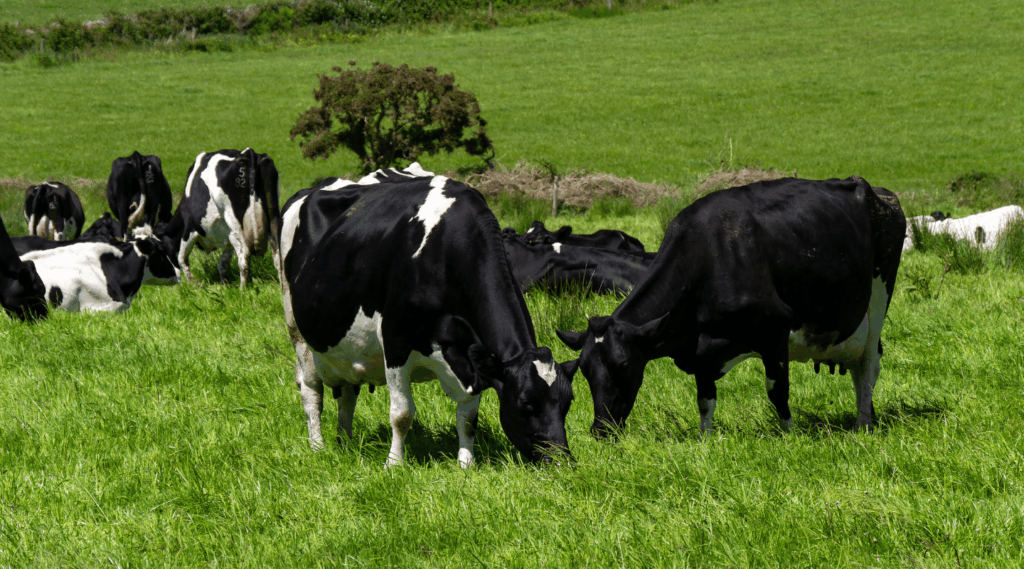 dairy cows grazing lush grass