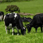 dairy cows grazing lush grass