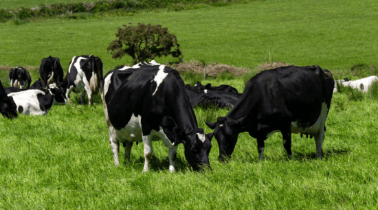 dairy cows grazing lush grass